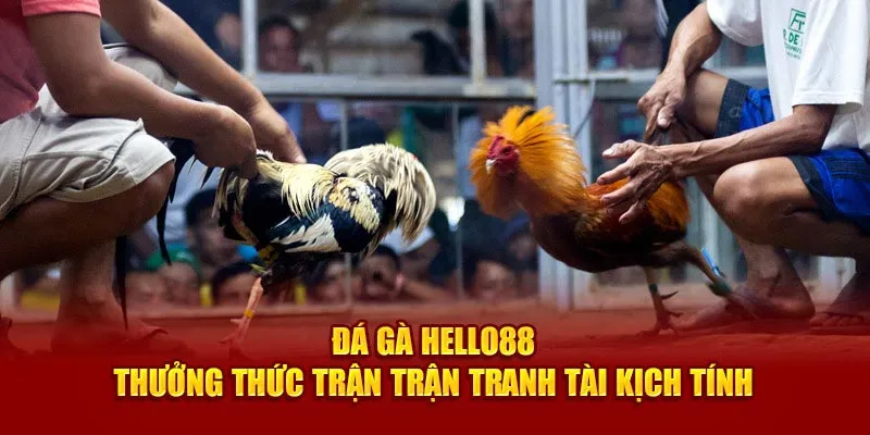 Đá gà Hello88 - Thưởng thức trận tranh tài kịch tính