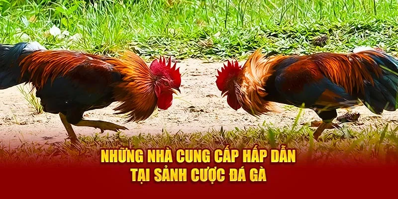 Những nhà cung cấp hấp dẫn tại sảnh cược đá gà