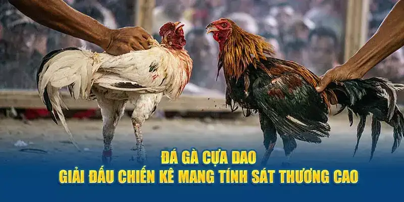 Cuộc đọ sức đá gà cựa dao luôn lôi cuốn được nhiều khán giả